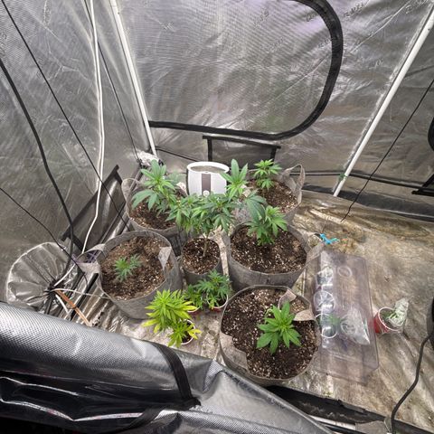 Apple AK #2 growlog timeline photo