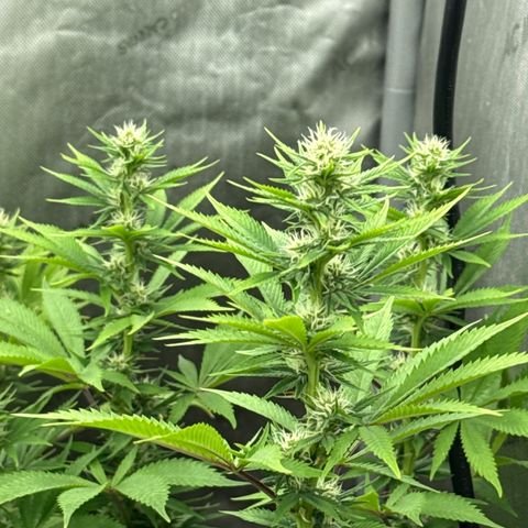 EDM #1 growlog timeline photo
