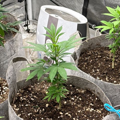 Apple AK #2 growlog timeline photo