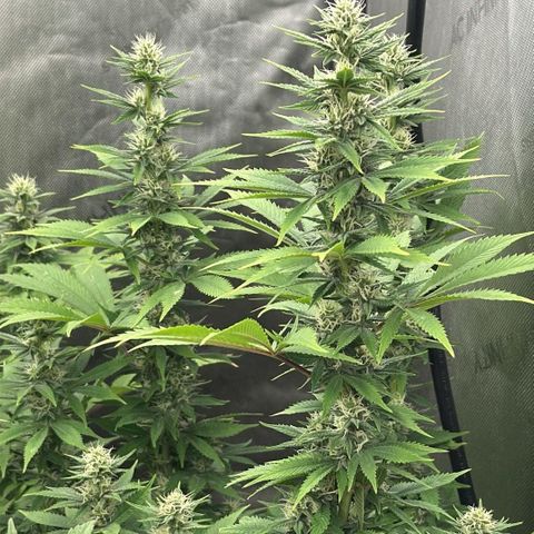 EDM #1 growlog timeline photo