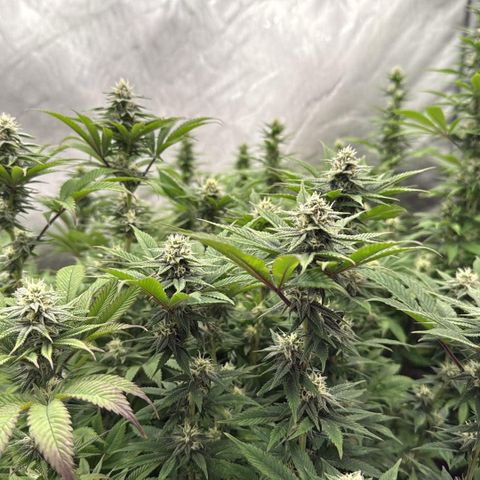 EDM #1 growlog timeline photo