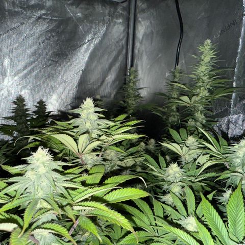 EDM #1 growlog timeline photo