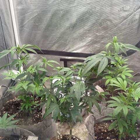 CM x Thorsberry #3 growlog timeline photo