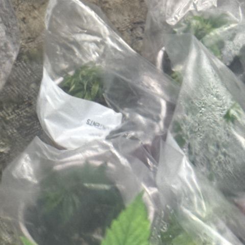 Apple AK #3 growlog timeline photo