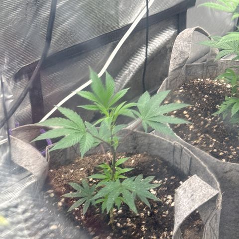 Apple AK #2 growlog timeline photo