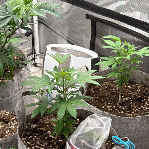 EDM #2 growlog timeline photo