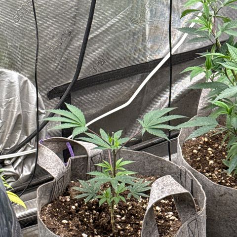 Apple AK #2 growlog timeline photo