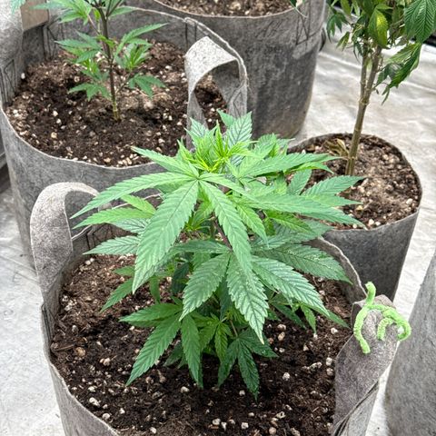 Apple AK #2 growlog timeline photo