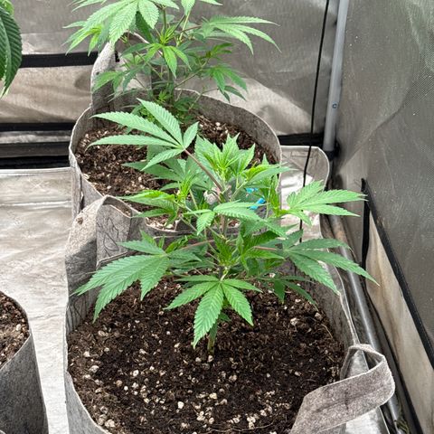 EDM #2 growlog timeline photo