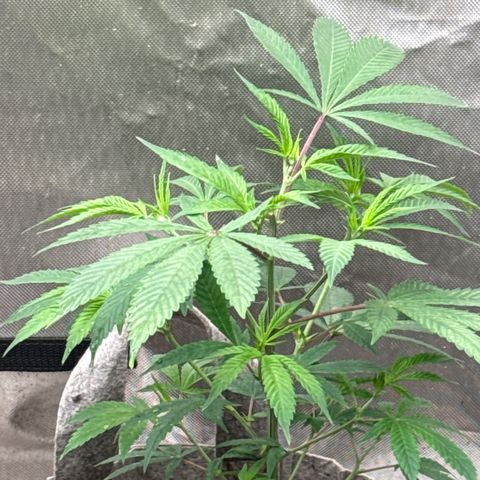 EDM #2 growlog timeline photo