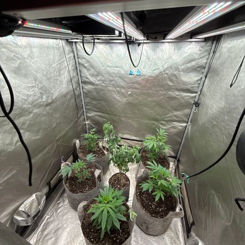 EDM #2 growlog timeline photo