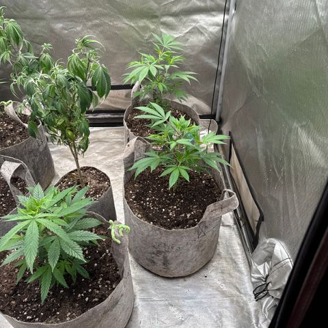 EDM #2 growlog timeline photo