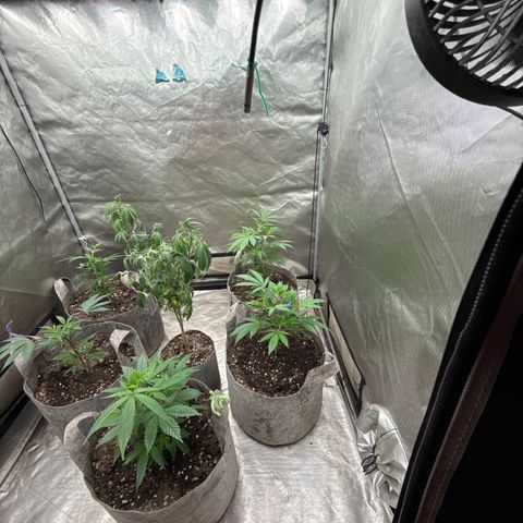 EDM #2 growlog timeline photo