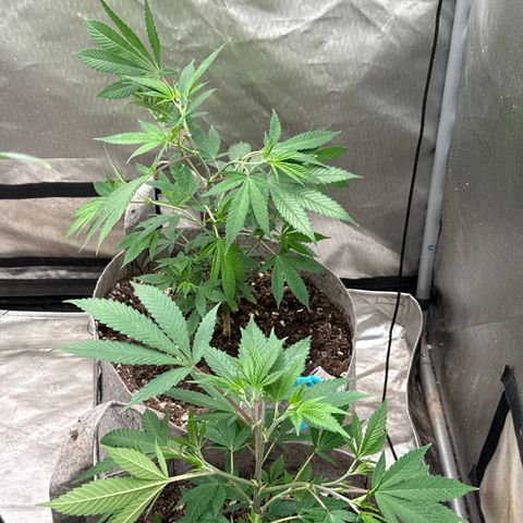 EDM #2 growlog timeline photo