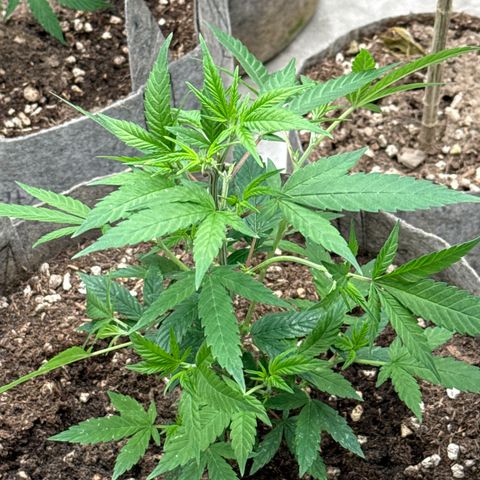 Apple AK #2 growlog timeline photo