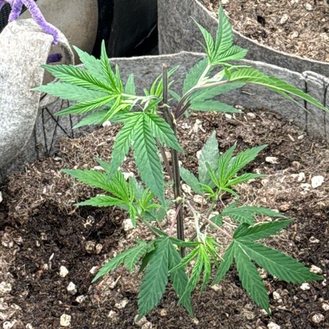 Apple AK #2 growlog timeline photo