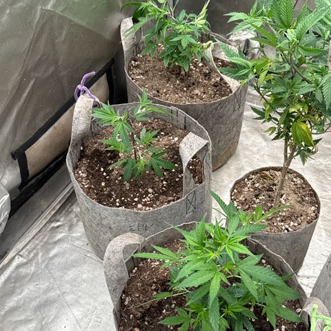 Apple AK #2 growlog timeline photo