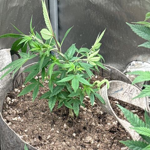 Apple AK #2 growlog timeline photo