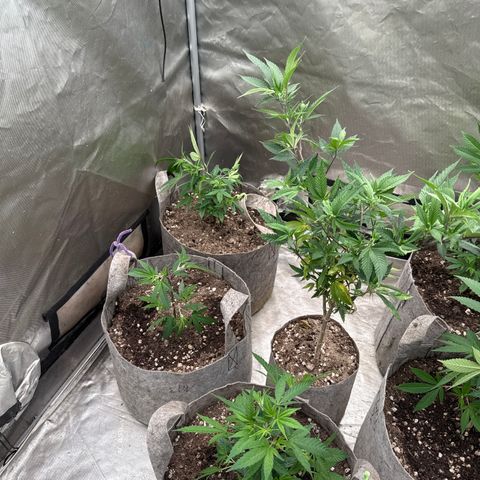 Apple AK #2 growlog timeline photo
