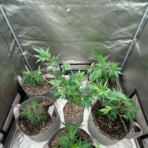CM x Thorsberry #3 growlog timeline photo