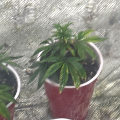Apple AK #3 growlog timeline photo