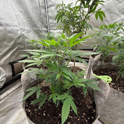 Apple AK #2 growlog timeline photo
