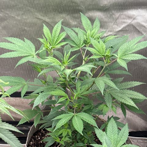 EDM #2 growlog timeline photo