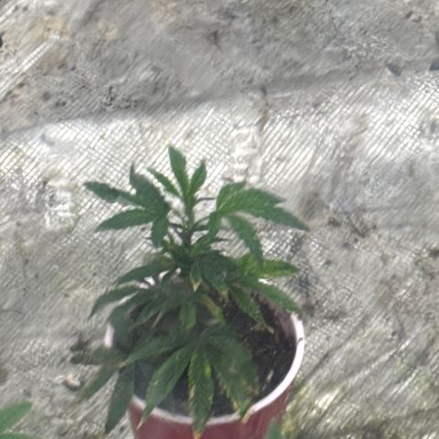 Apple AK #3 growlog timeline photo