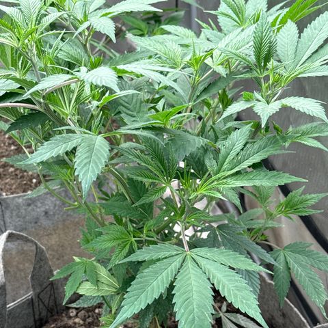 EDM #2 growlog timeline photo