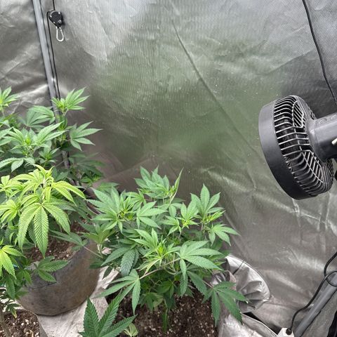 EDM #2 growlog timeline photo