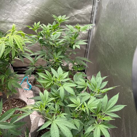 EDM #2 growlog timeline photo