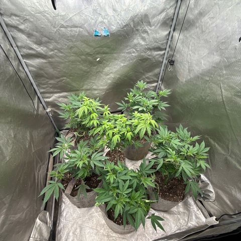 EDM #2 growlog timeline photo