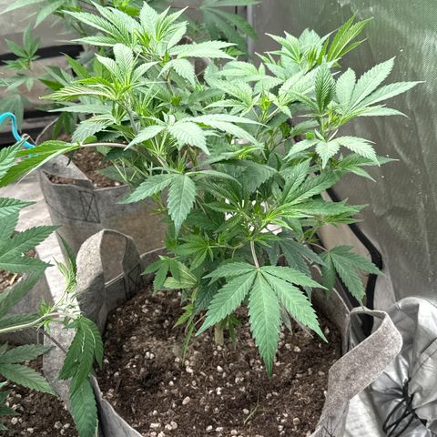EDM #2 growlog timeline photo