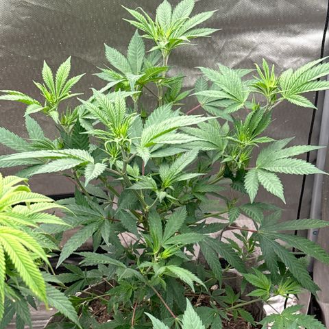 EDM #2 growlog timeline photo
