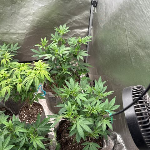 EDM #2 growlog timeline photo