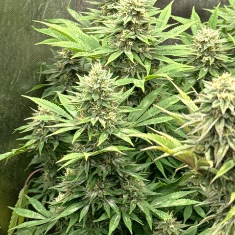 EDM #1 growlog timeline photo