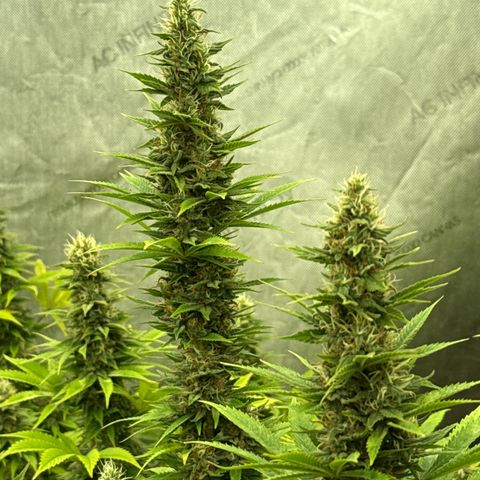 EDM #1 growlog timeline photo