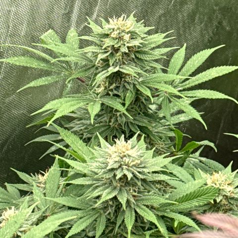 EDM #1 growlog timeline photo