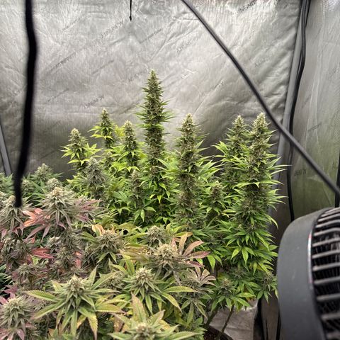 EDM #1 growlog timeline photo
