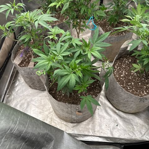 Apple AK #2 growlog timeline photo