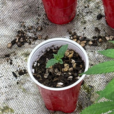 Bazooka Bubble  growlog timeline photo