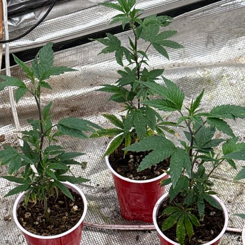 Apple AK #3 growlog timeline photo