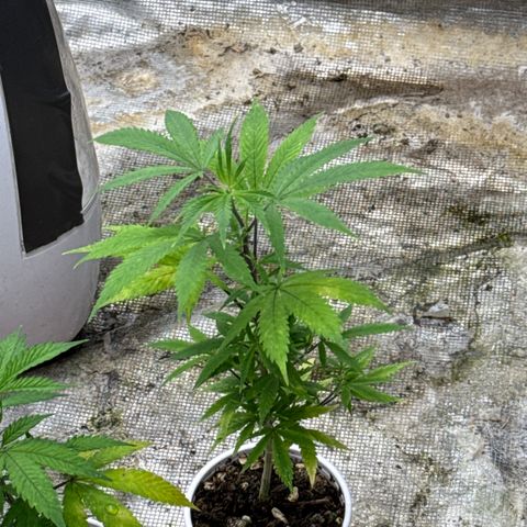 EDM # 3 growlog timeline photo