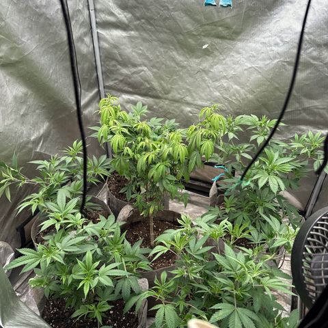 CM x Thorsberry #3 growlog timeline photo