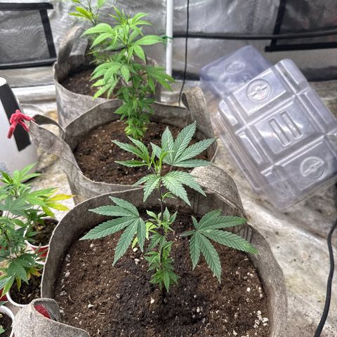 EDM # 3 growlog timeline photo