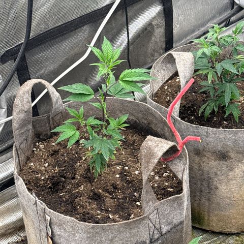 Apple AK #3 growlog timeline photo
