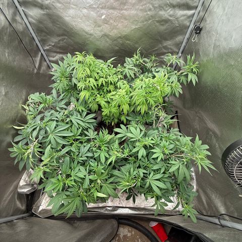 Apple AK #2 growlog timeline photo