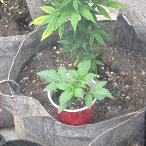 Bazooka Bubble  growlog timeline photo
