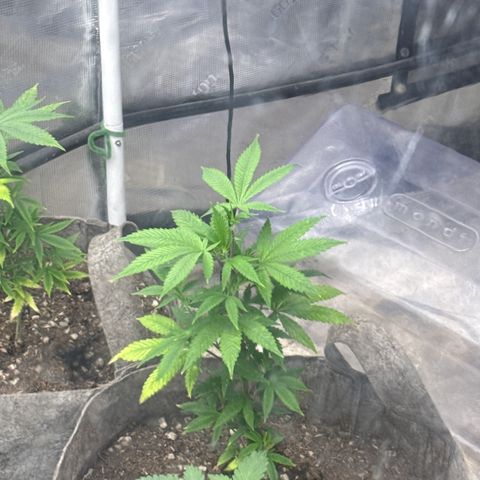 EDM # 3 growlog timeline photo
