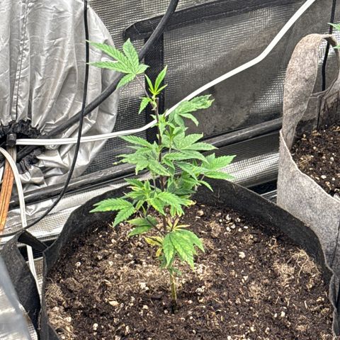 Apple AK #3 growlog timeline photo
